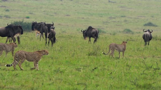 Cheetah Hunting at Masai Mara