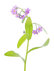 lot of pink forget-me-not small flowers on stem