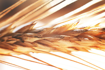  rye  spike closeup.  rye spike background.  rye  ears macro