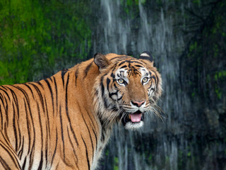Fototapeta na wymiar Tiger action.