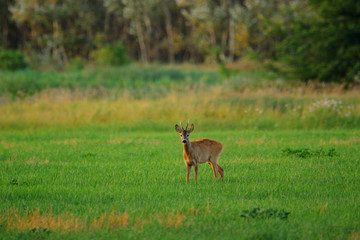Naklejka na ściany i meble Roe deer buck on a field
