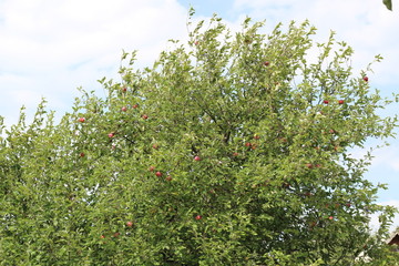 Fototapeta na wymiar Organic apples hanging from a tree branch in an apple orchard