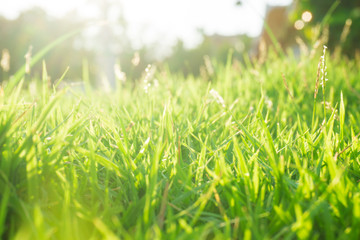 Sunset light on green foliage grass in public park