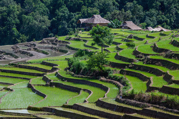Pa Bong Piang Rice Terraces.