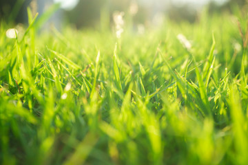 Sunset light on green foliage grass in public park