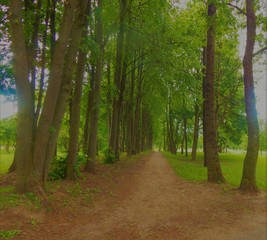 Tree trail