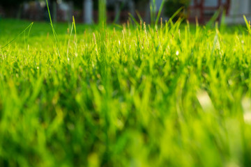 Sunset light on green foliage grass in public park
