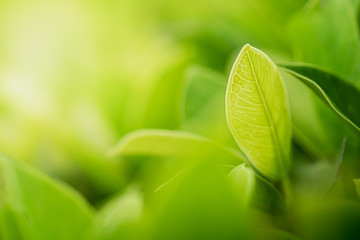 Closeup beautiful view of nature green leaves on blurred greenery tree background with sunlight in public garden park. It is landscape ecology and copy space for wallpaper and backdrop.