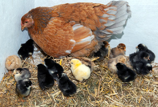 Mother hen and her chicks - Powered by Adobe