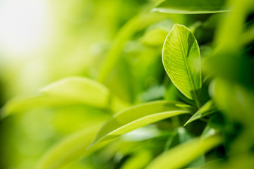 Closeup beautiful view of nature green leaves on blurred greenery tree background with sunlight in public garden park. It is landscape ecology and copy space for wallpaper and backdrop.