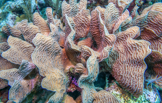 Caribbean coral garden, lettuce leaf coral