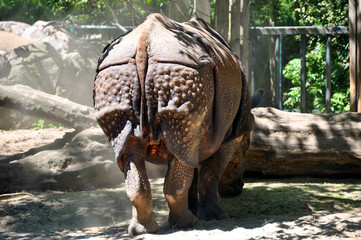 The Indian rhinoceros native to the Indian subcontinent