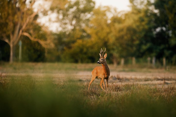 Roe deer buck on a field