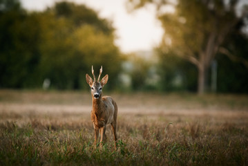 Roe deer buck on a field - 283507945