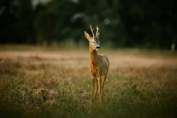  Reeënbok op een veld © Creaturart