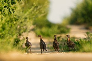 Young pheasant chicks team walking - 283507965
