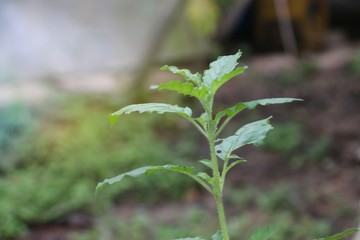 Basil leaf in garden. 