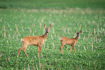Doe and fawn on the meadow