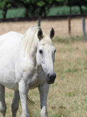 Obraz premium Retired Racehorse in Paddock