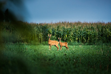 Doe and fawn on the meadow
