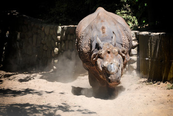 The Indian rhinoceros native to the Indian subcontinent