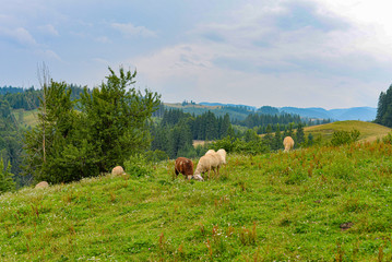 Obraz premium Sheep and goats grazing in the mountains