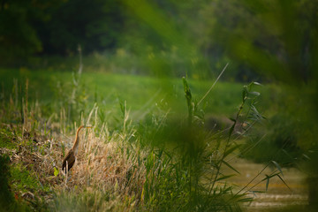 Purple heron , Ardea Purpurea on riverbank