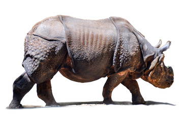 The Indian rhinoceros native to the Indian subcontinent