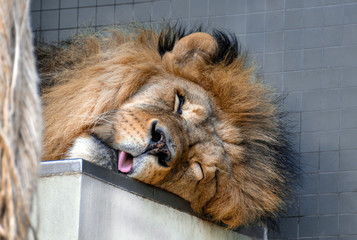 Portrait of sweet sleeping lion