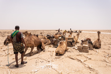 Camel caravan waiting for Afar man cutting and mining salt bricks (slabs) in primitive tools at salt desert in the Danakil depression. - obrazy, fototapety, plakaty