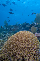 Caribbean coral garden, brain coral
