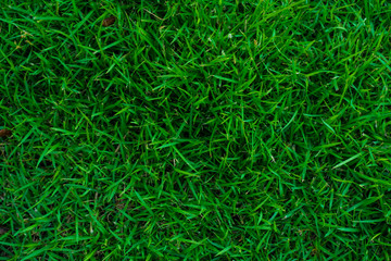 Abstract green foliage fresh grass texture