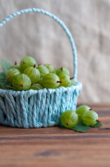 Green gooseberry berries in a blue basket