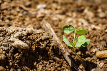 young plant in soil