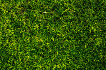 Abstract green foliage fresh grass texture