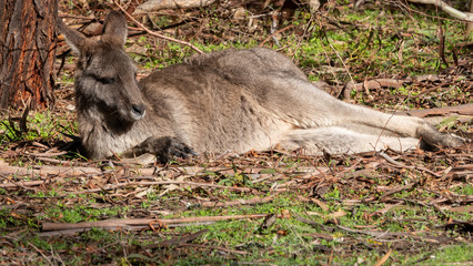 Fototapeta premium kangaroo resting in the sun