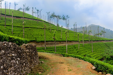 Obraz premium Tea fields