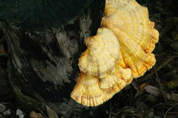 mushroom on a black tree
