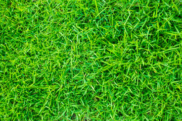 Abstract green foliage fresh grass texture