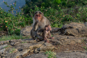 Fototapeta premium Momy monkey