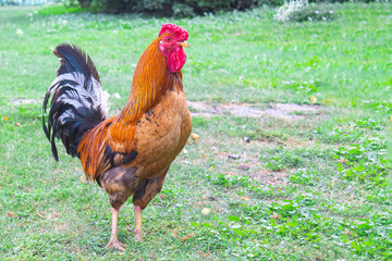 Rooster on green grass, poultry farm