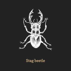 Illustration of Stag beetle. Drawn insect in engraving style. Sketch in vector.