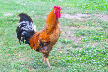 Rooster on green grass, poultry farm