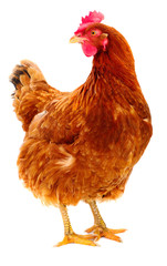 Brown hen isolated.