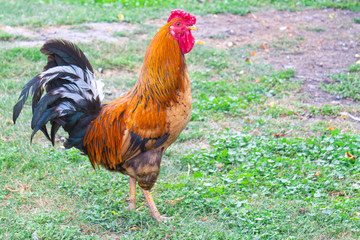 Rooster on green grass, poultry farm