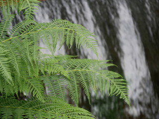 Gras vorm Wasserfall