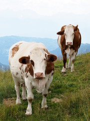 Fototapeta na wymiar two cows in alpine mountains