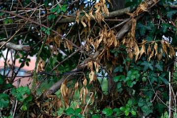 Vegetation in the country side