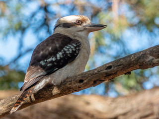 laughing kookaburra in a gum tree