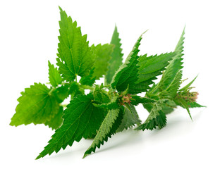 Fresh nettles isolated.